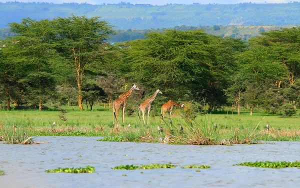 Familj av vilda giraffer — Stockfoto