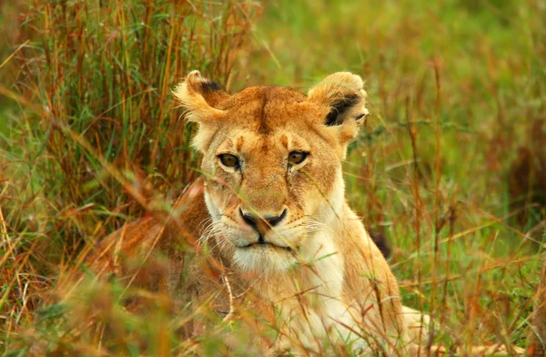 Vahşi doğada dişi aslan. — Stok fotoğraf
