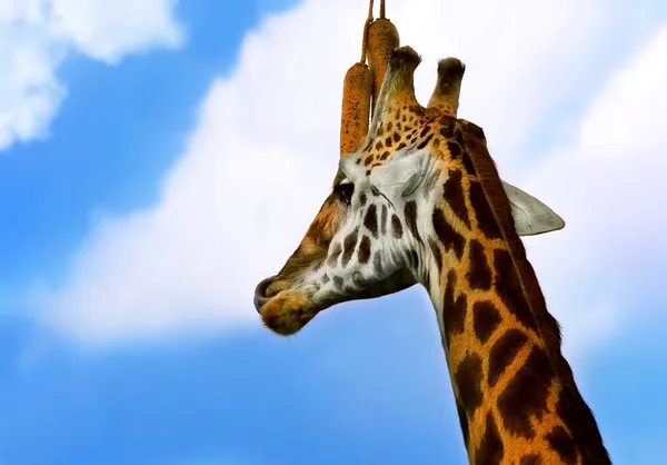 Portrait of Giraffe — Stock Photo, Image