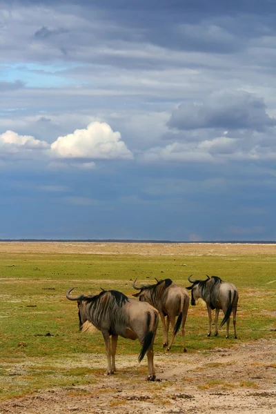 Besättning av afrikanska wildebeest bete — Stockfoto