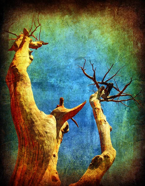 Сухий гранж дерево — стокове фото