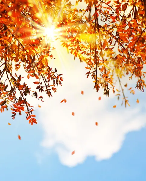 Schöner Herbst Baum Blätter Hintergrund Grenze — Stockfoto