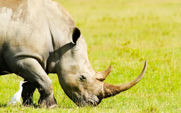 Носоріг в дикій природі — стокове фото