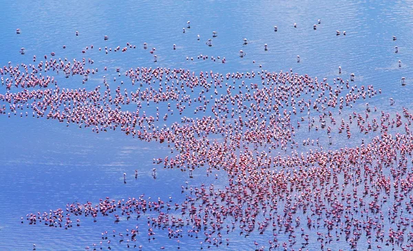 Afrikanska flamingos — Stockfoto