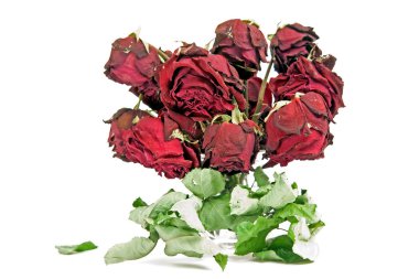 Dried red roses clipart