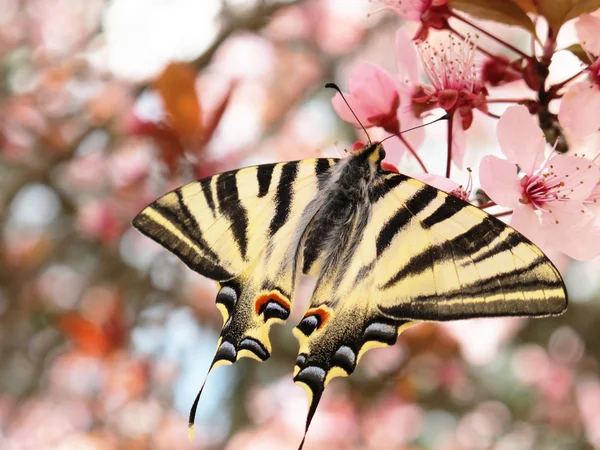 上树的花朵只美丽的蝴蝶 papilion — 图库照片