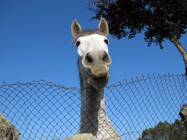 Лошадь с выражением юмора и очень дружелюбны — стоковое фото