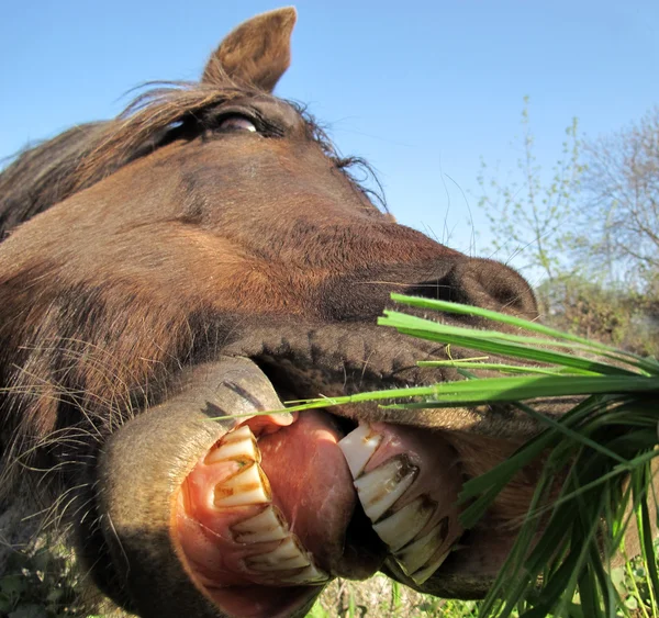 Pferd mit riesigem offenen Maul, das seine Zähne zeigt — Stockfoto