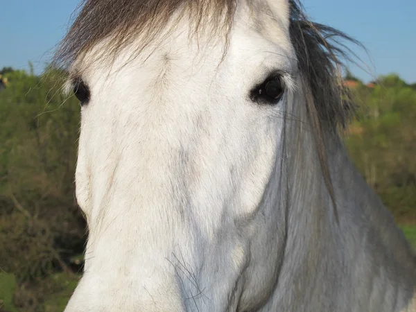 Vacker vit häst med djupa blick — Stockfoto