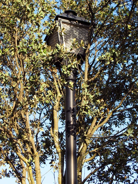 Ламповый столб помещен глупо между ветвями дерева — стоковое фото