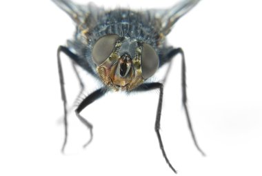 Macro from the eyes of a fly clipart