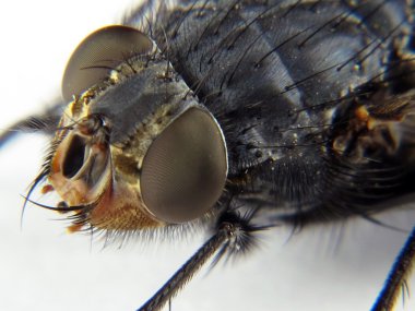 Head of a fly observed with detail clipart