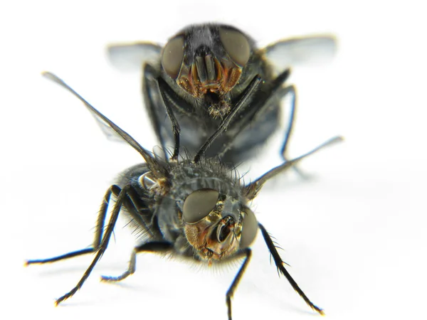 Pár much, které hraje rád s bílým pozadím — Stock fotografie