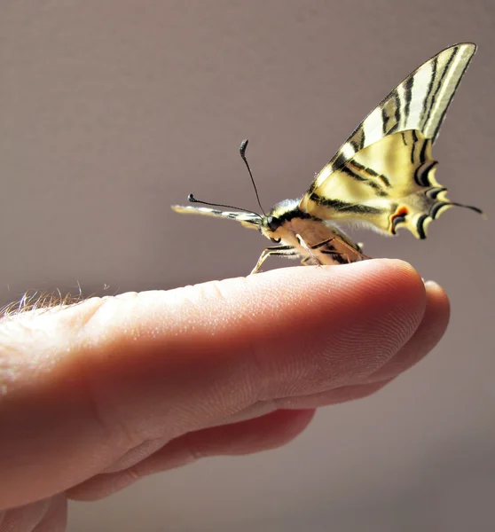 Fjäril papilio i ena handen — Stockfoto