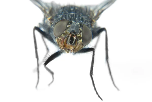 Макро из глаз мухи — стоковое фото