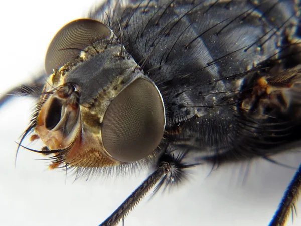 Голова мухи, наблюдаемая с деталями — стоковое фото