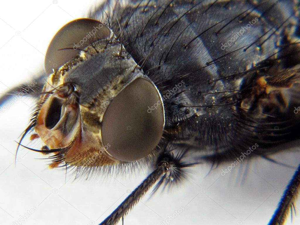 Head of a fly observed with detail