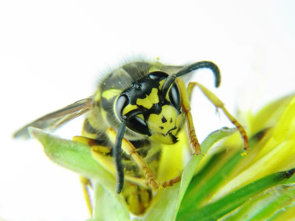 Gelbe Wespe auf ein paar grünen Blättern — Stockfoto