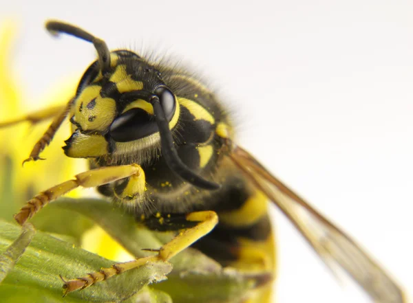 Gelbe Wespe auf ein paar bunten Blüten — Stockfoto