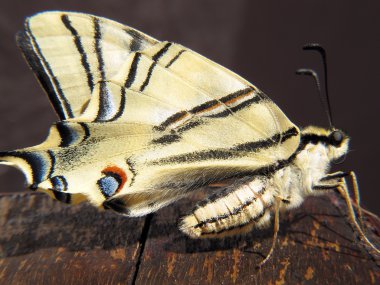 Machaon butterfly perched on an old wooden clipart