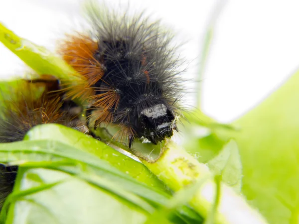 Lymantria dispar black and red caterpillar — Stock Photo, Image