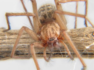 Makro bir dal bir örümcek (Lycosidae Licosas)