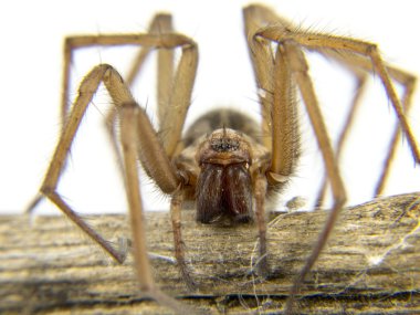 Makro bir dal bir örümcek (Lycosidae Licosas)