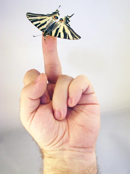 흰색 배경으로 한 손으로의 손가락에 나비 — 스톡 사진