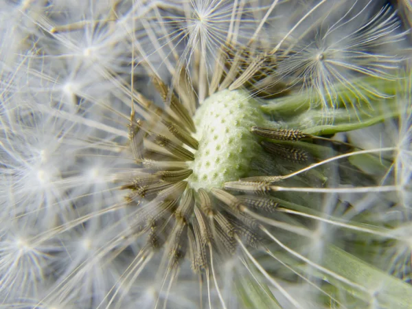 Макро цветка одуванчика с несколькими рыхлыми семенами — стоковое фото