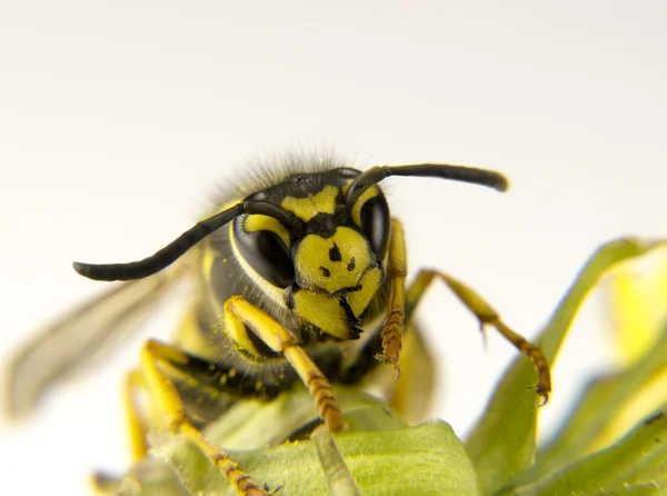 Makro einer europäischen Wespe mit gelben und schwarzen Markierungen — Stockfoto