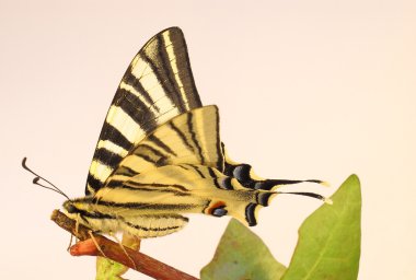 Old World Swallowtail Butterfly on a twig clipart