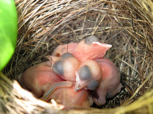 Üç beyaz wagtails yavru sarılma — Stok fotoğraf