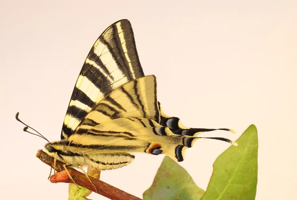 Stary Świat swallowtail motyl na gałązka — Zdjęcie stockowe
