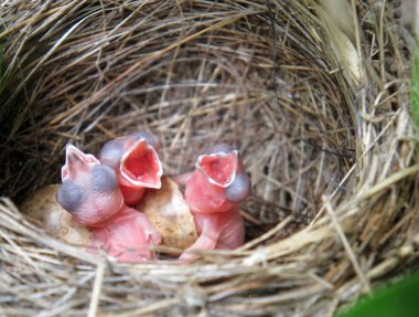 Three White Wagtails hatchlings in the nest clipart