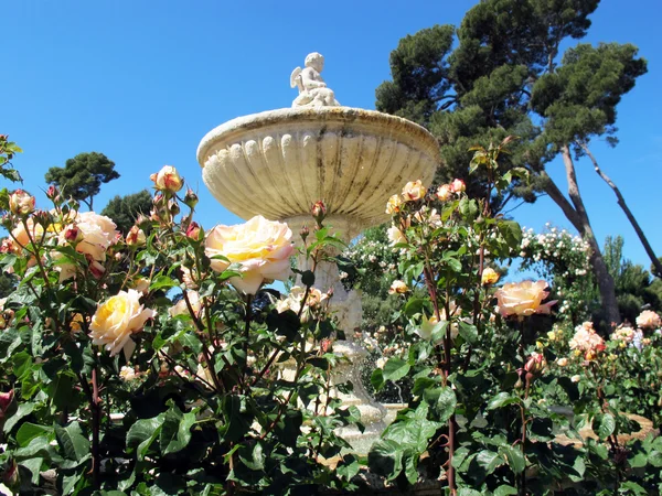 Angel fountain and roses — Stock Photo, Image
