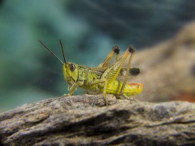 Green grasshopper on a stone clipart