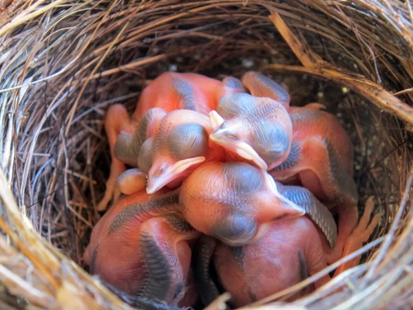 Hnízdo se čtyři Birdie v růstu — Stock fotografie