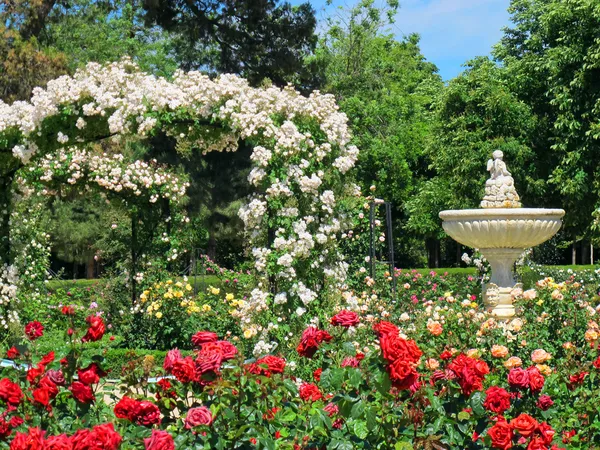 玫瑰花园和喷泉 — 图库照片