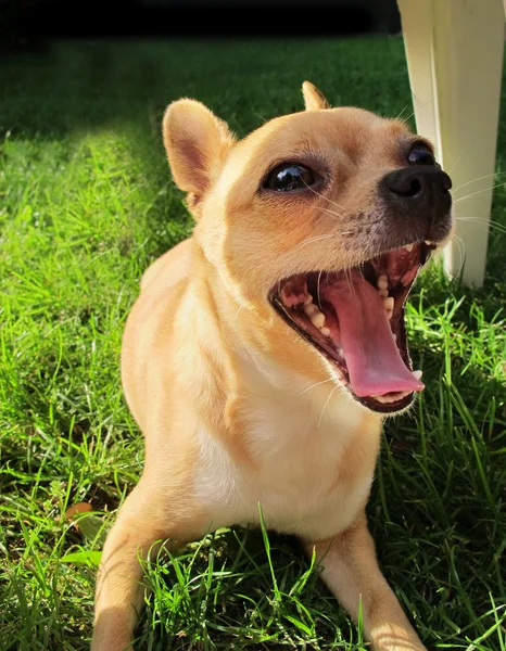 Chihuahua cão com uma boca grande — Fotografia de Stock