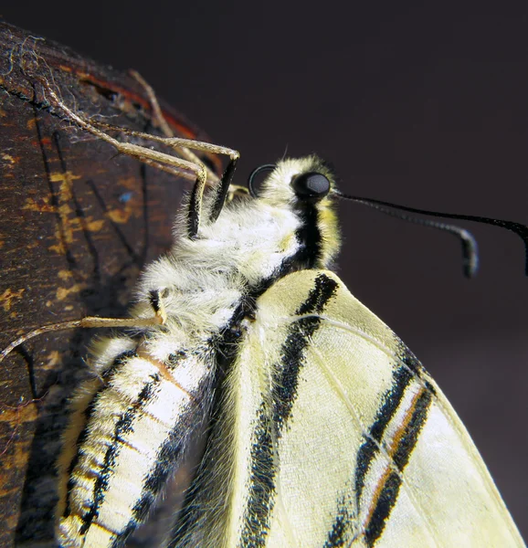 Butterfly Papilio machaon — Stock Photo, Image