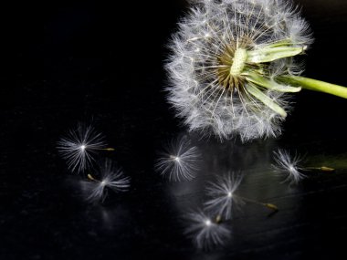 Dandelion flower on a black background with seeds around clipart