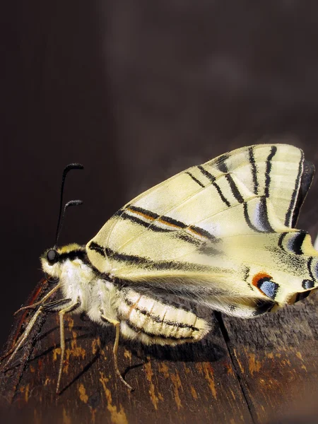 Viejo mundo cola de golondrina mariposa en un registro —  Fotos de Stock