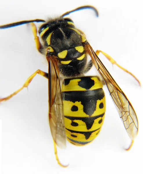 Europäische Wespe Makro weißer Hintergrund — Stockfoto