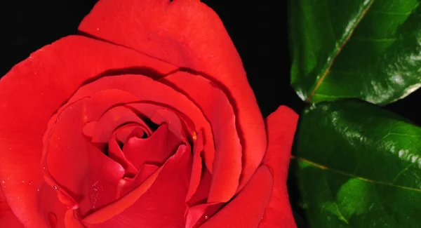 一朵美丽的红玫瑰的前景 — 图库照片