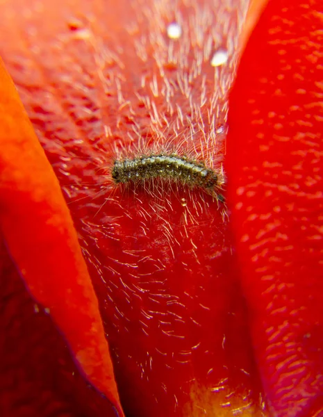 Macro caterpillar from rose petals — Stock Photo, Image