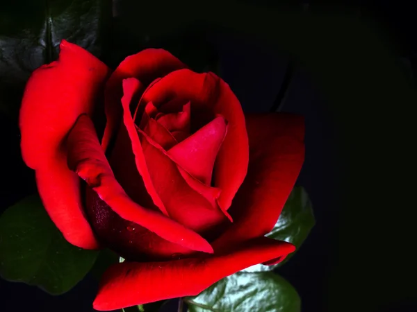 在阴影中的红玫瑰 — 图库照片