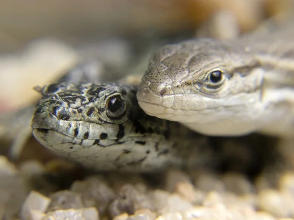 Dos lagartos muy amigables — Foto de Stock