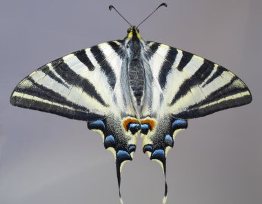 Overall view of a butterfly Papilio machaon clipart