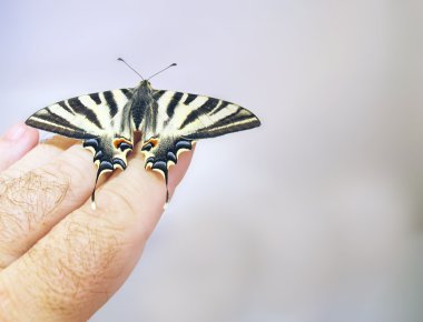 Eski Dünya swallowtail kelebek parmak üzerinde