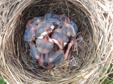 Wagtail nest with hatchlings with 5 days clipart